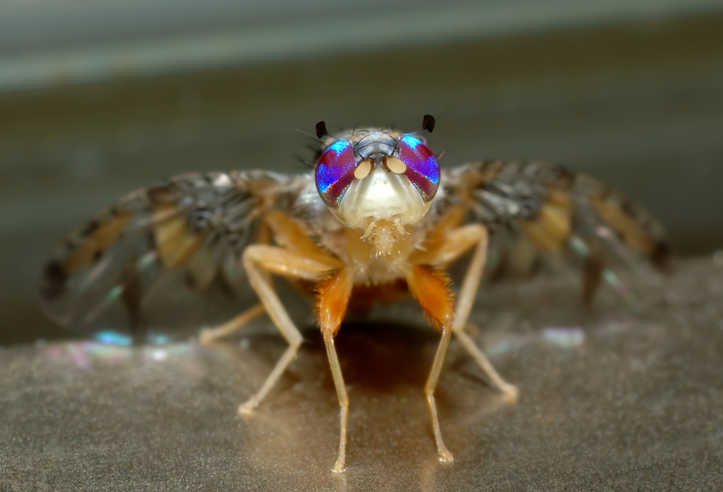 Ceratitis capitata